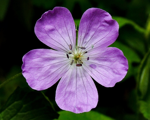 {Geranium maculatum}